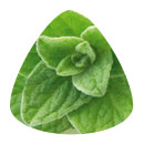 Origan 