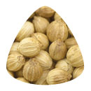 Coriander 