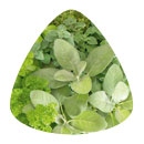 Aromatic Herbs