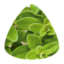 Marjoram