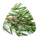 Rosemary