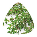 Thyme